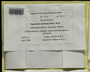 Pogonatum dentatum (Menzies ex Brid.) Brid., Bryophytes, Bryophytes - Krasnoyarsk Krai, Tyva & Khakassia (B17) (Russia)