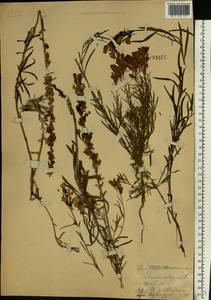 Linaria vulgaris Mill., Eastern Europe, Central forest-and-steppe region (E6) (Russia)