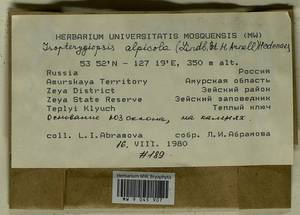 Isopterygiella alpicola (Lindb.) Ignatov & Ignatova, Bryophytes, Bryophytes - Russian Far East (excl. Chukotka & Kamchatka) (B20) (Russia)