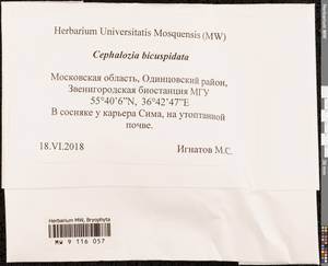 Cephalozia bicuspidata (L.) Dumort., Bryophytes, Bryophytes - Moscow City & Moscow Oblast (B6a) (Russia)