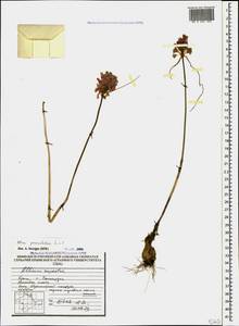 Allium paniculatum L., Crimea (KRYM) (Russia)