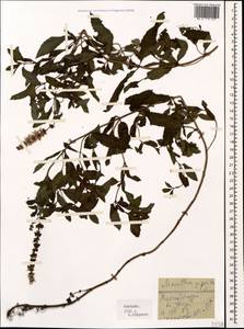Mentha × piperita L., Caucasus, Georgia (K4) (Georgia)