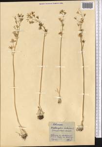 Ornithogalum fischerianum Krasch., Middle Asia, Northern & Central Kazakhstan (M10) (Kazakhstan)