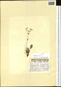 Potentilla sericea L., Siberia, Altai & Sayany Mountains (S2) (Russia)