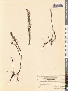 Hippuris vulgaris L., Siberia, Chukotka & Kamchatka (S7) (Russia)