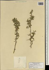 Lycium depressum Stocks, South Asia, South Asia (Asia outside ex-Soviet states and Mongolia) (ASIA) (Israel)