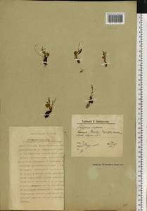 Bistorta vivipara (L.) Delarbre, Eastern Europe, Northern region (E1) (Russia)