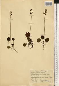 Pyrola chlorantha Sw., Eastern Europe, Eastern region (E10) (Russia)