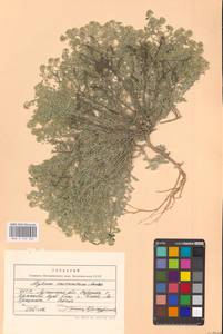Odontarrhena tortuosa subsp. savranica (Andrz. ex Besser) Španiel, Al-Shehbaz & Marhold, Eastern Europe, North Ukrainian region (E11) (Ukraine)