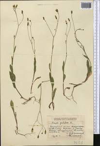 Crepis pulchra L., Middle Asia, Dzungarian Alatau & Tarbagatai (M5) (Kazakhstan)