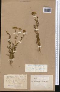 Senecio glaucus subsp. coronopifolius (Maire) C. Alexander, Middle Asia, Caspian Ustyurt & Northern Aralia (M8) (Kazakhstan)