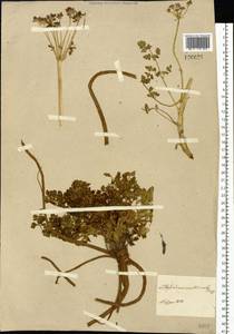 Lithosciadium multicaule Turcz., Siberia (no precise locality) (S0) (Russia)