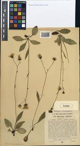 Hieracium kuekenthalianum subsp. valsicum (Käser & Zahn) Greuter, Western Europe (EUR) (Switzerland)