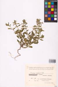 MHA 0 154 842, Stachys annua (L.) L., Eastern Europe, South Ukrainian region (E12) (Ukraine)