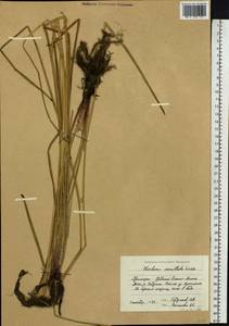 Eleocharis mamillata (H.Lindb.) H.Lindb., Siberia, Russian Far East (S6) (Russia)