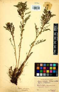 Adonis sibirica Patrin ex Ledeb., Siberia, Baikal & Transbaikal region (S4) (Russia)