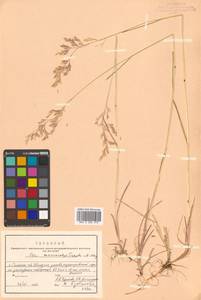 Poa macrocalyx Trautv. & C.A.Mey., Siberia, Russian Far East (S6) (Russia)