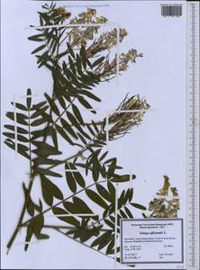 Galega officinalis L., Western Europe (EUR) (North Macedonia)