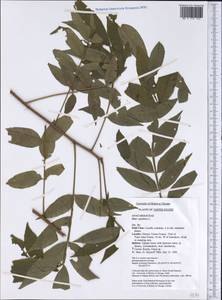 Rhus copallina L., America (AMER) (United States)