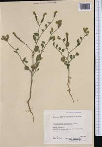Heliotropium suaveolens, Western Europe (EUR) (Greece)