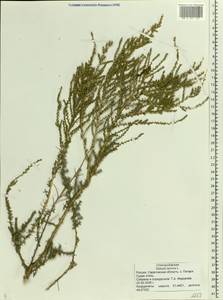 Nitrosalsola laricina (Pall.) Theodorova, Eastern Europe, Lower Volga region (E9) (Russia)