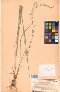 Molinia caerulea (L.) Moench, Eastern Europe, Moscow region (E4a) (Russia)