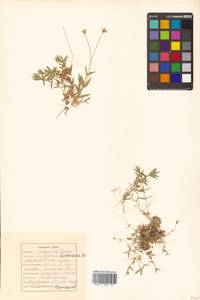 Stellaria fischeriana Ser., Siberia, Russian Far East (S6) (Russia)