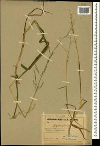 Glyceria notata Chevall., Caucasus, Armenia (K5) (Armenia)