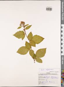 Rubus allegheniensis Porter, Eastern Europe, Central region (E4) (Russia)