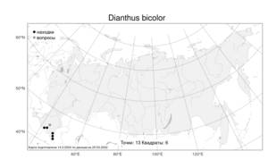 Dianthus bicolor Adams, Atlas of the Russian Flora (FLORUS) (Russia)