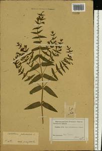 Scutellaria galericulata L., Eastern Europe, Central forest-and-steppe region (E6) (Russia)