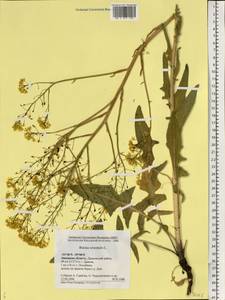 Bunias orientalis L., Eastern Europe, Central forest-and-steppe region (E6) (Russia)