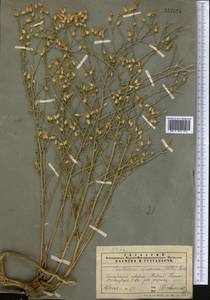 Centaurea virgata subsp. squarrosa (Willd.) Gugler, Middle Asia, Pamir & Pamiro-Alai (M2) (Tajikistan)