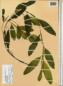 Potamogeton lucens L., Eastern Europe, Central forest region (E5) (Russia)