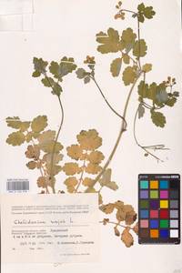 Chelidonium majus L., Eastern Europe, Lower Volga region (E9) (Russia)
