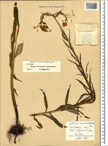 Lilium monadelphum M.Bieb., Caucasus, North Ossetia, Ingushetia & Chechnya (K1c) (Russia)