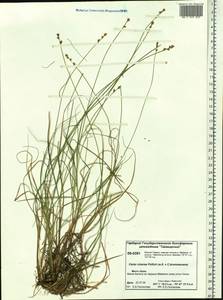Carex canescens subsp. canescens, Siberia, Central Siberia (S3) (Russia)