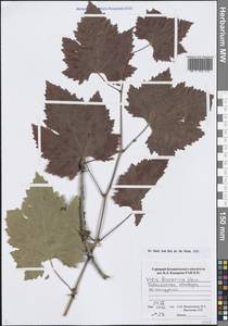 Vitis vinifera L., Middle Asia, Pamir & Pamiro-Alai (M2) (Tajikistan)