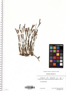 Dianthus deltoides L., Eastern Europe, Middle Volga region (E8) (Russia)