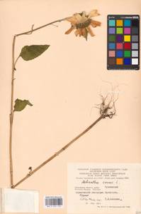 Helianthus annuus L., Eastern Europe, Moscow region (E4a) (Russia)