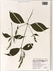 Achyranthes bidentata Blume, South Asia, South Asia (Asia outside ex-Soviet states and Mongolia) (ASIA) (Vietnam)