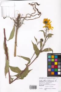Helianthus tuberosus L., Eastern Europe, Moscow region (E4a) (Russia)