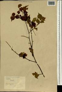 Prunus, South Asia, South Asia (Asia outside ex-Soviet states and Mongolia) (ASIA) (China)