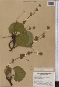 Geum calthifolium subsp. calthifolium, America (AMER) (Canada)