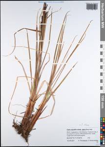 Carex aquatilis var. minor Boott, Siberia, Western Siberia (S1) (Russia)