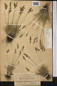 Festuca valesiaca Schleich. ex Gaudin, Middle Asia, Western Tian Shan & Karatau (M3) (Kazakhstan)