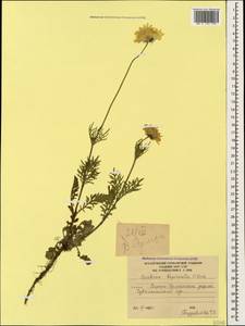 Scabiosa bipinnata C. Koch, Caucasus, South Ossetia (K4b) (South Ossetia)