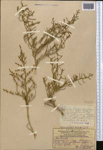 Halothamnus, Middle Asia, Western Tian Shan & Karatau (M3) (Kazakhstan)