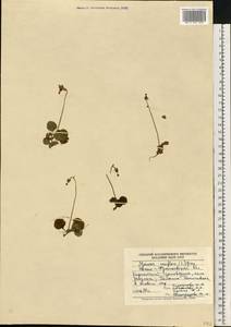 Moneses uniflora (L.) A. Gray, Eastern Europe, West Ukrainian region (E13) (Ukraine)