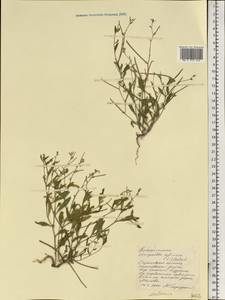 Strigosella africana (L.) Botsch., Eastern Europe, Lower Volga region (E9) (Russia)
